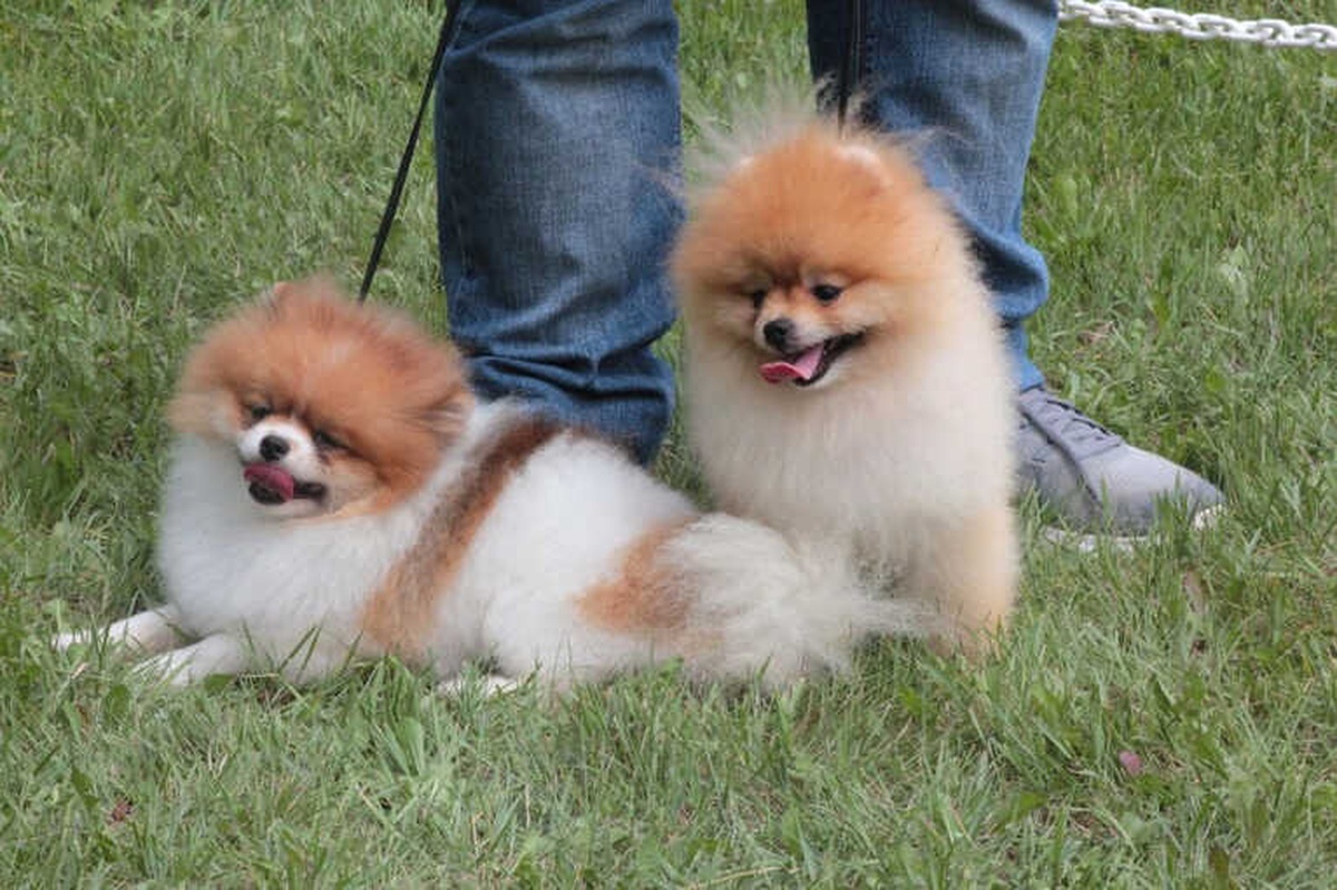 42 Farklı Irktan 180 Köpek Kıyasıya Yarıştı