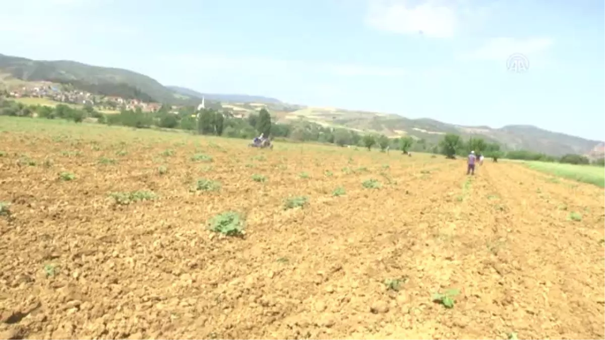 Kestane Kabağı Üretimine Baraj Dopingi