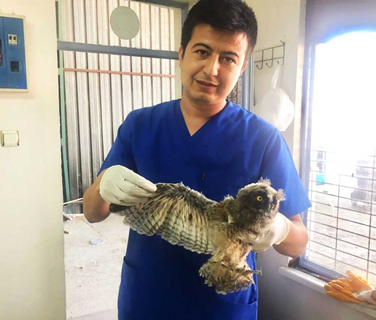 Kırkağaç\'ta Kulaklı Orman Baykuşu Bulundu
