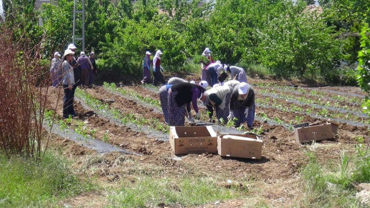Doğanşehir\'de Tütünün Alternatifi Bulundu