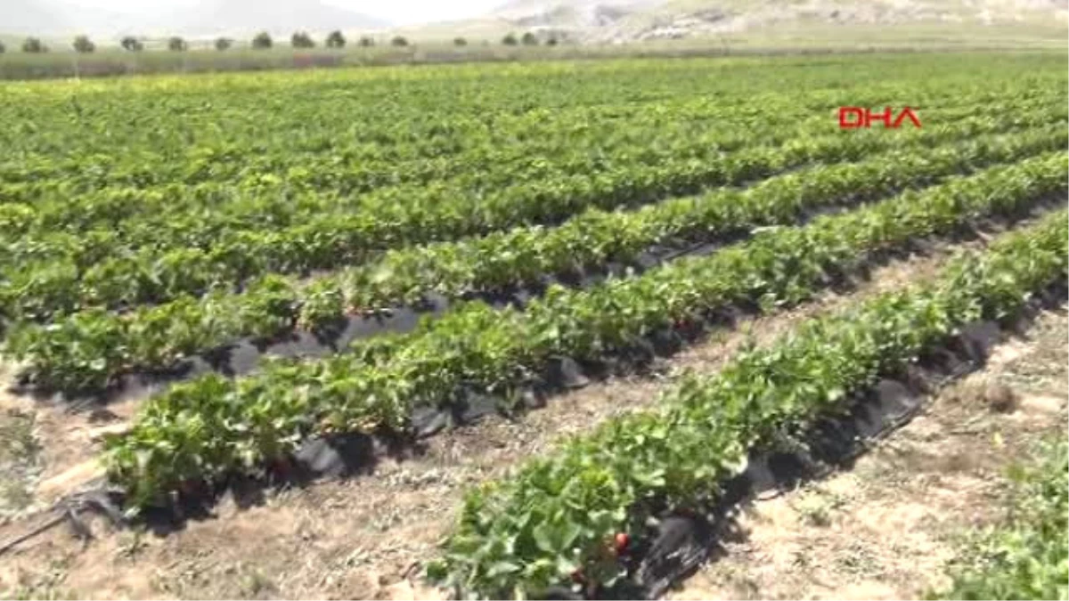 Niğde Patatesi Bıraktı, Çilekle Yüzü Güldü