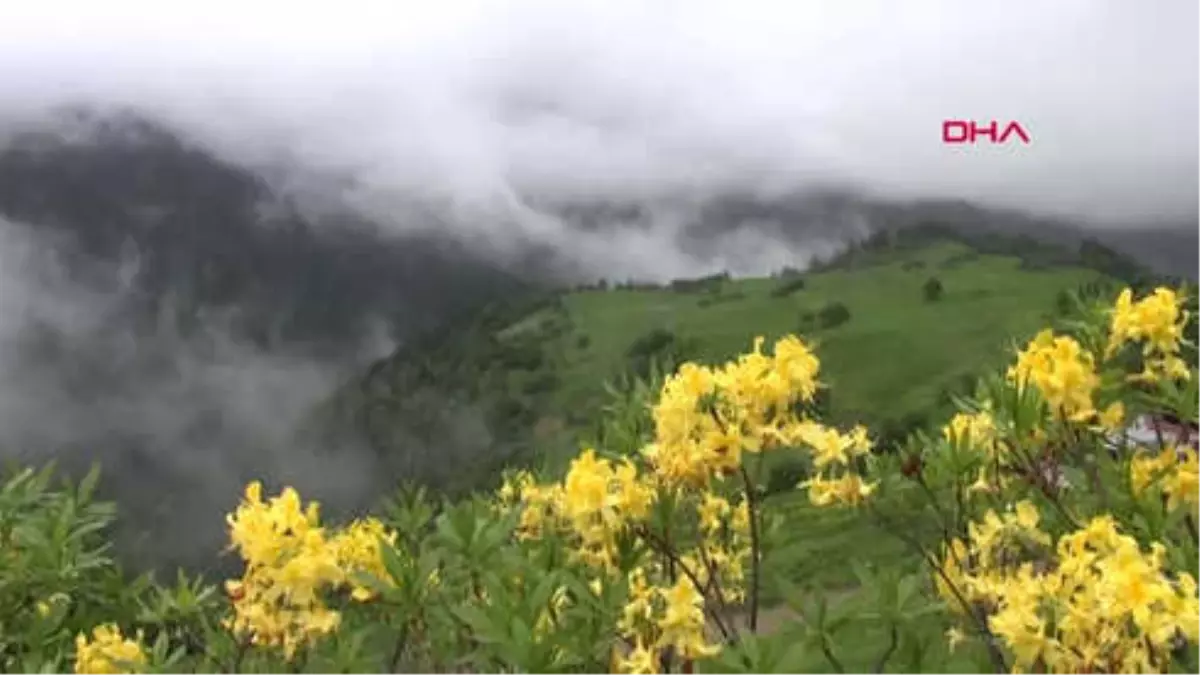 Trabzon Doğu Karadeniz\'de Yeşeren Yaylalara Göç Başladı