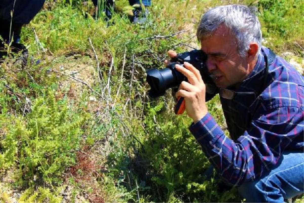 128 Yıl Sonra Yeniden Bulunan \'Bağ Havacivası\' Bitkisi, Kayıt Altına Alındı