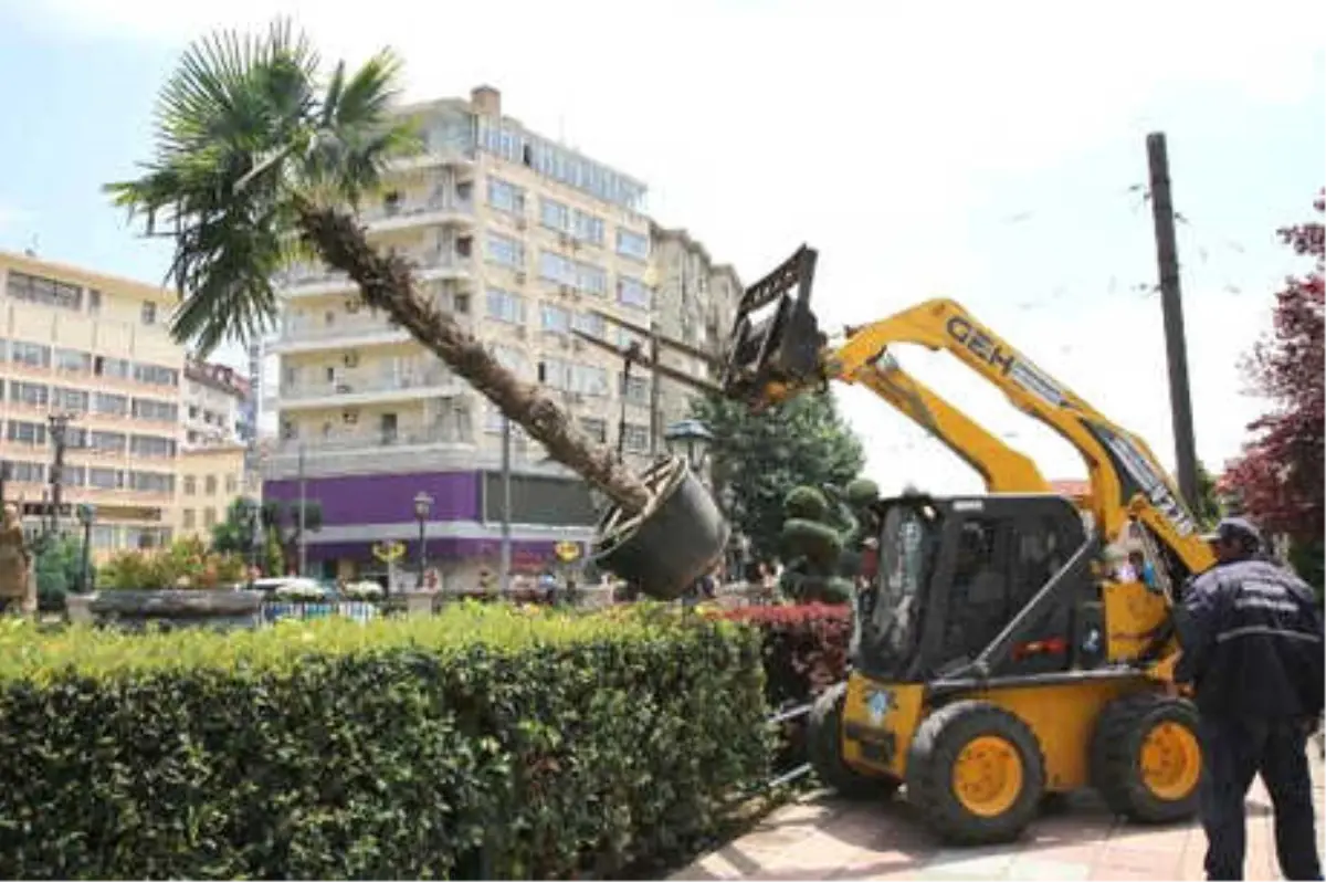 Eskişehir\'de Yaz Geldi, Palmiyeler Yerlerine Konuldu