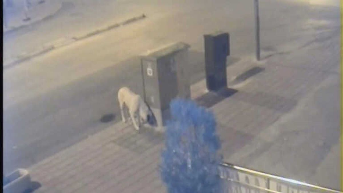 Karaman\'da Esnafı Önce Kızdıran Sonrasında İse Güldüren Köpek