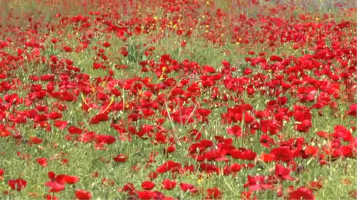 Muş Ovası Gelinciklerle Süslendi