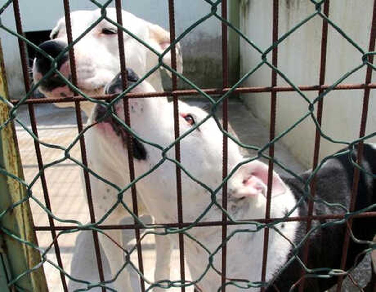Pitbulllar, Klasik Müzikle Sakinleştiriliyor
