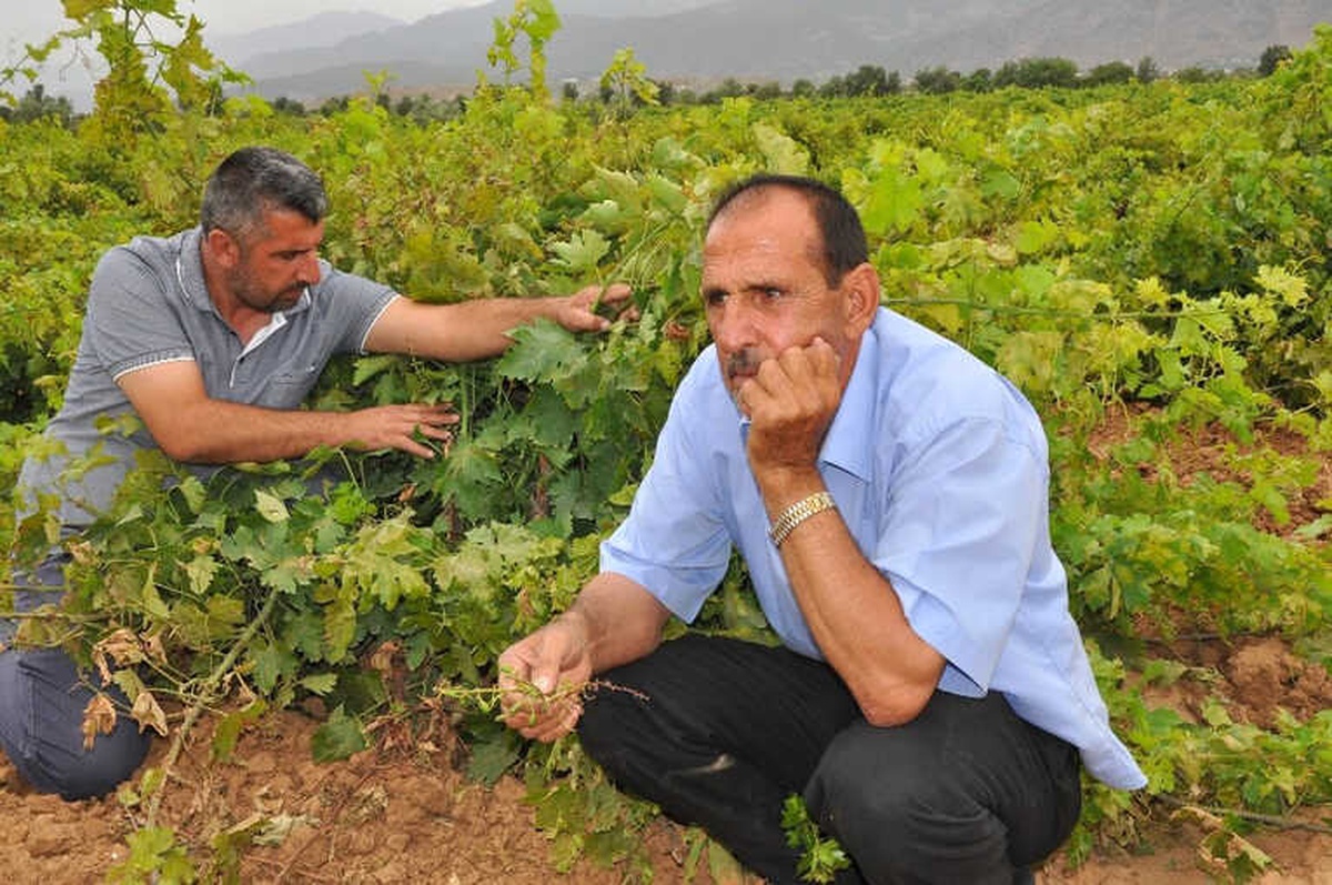 Gaziantep\'te de Üzüm Bağları Kuruyor