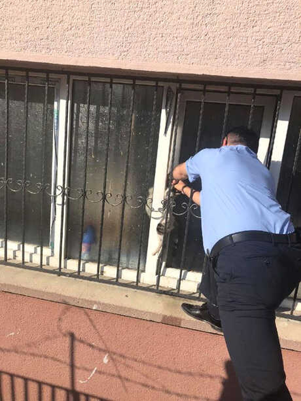 Pencerede Sıkışan Kediyi Zabıta Kurtardı
