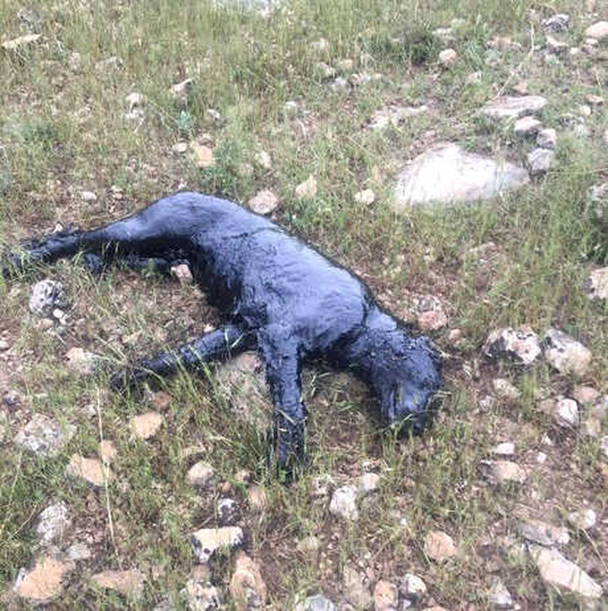 Petrol Atık Havuzuna Düşen Köpek Kurtarıldı