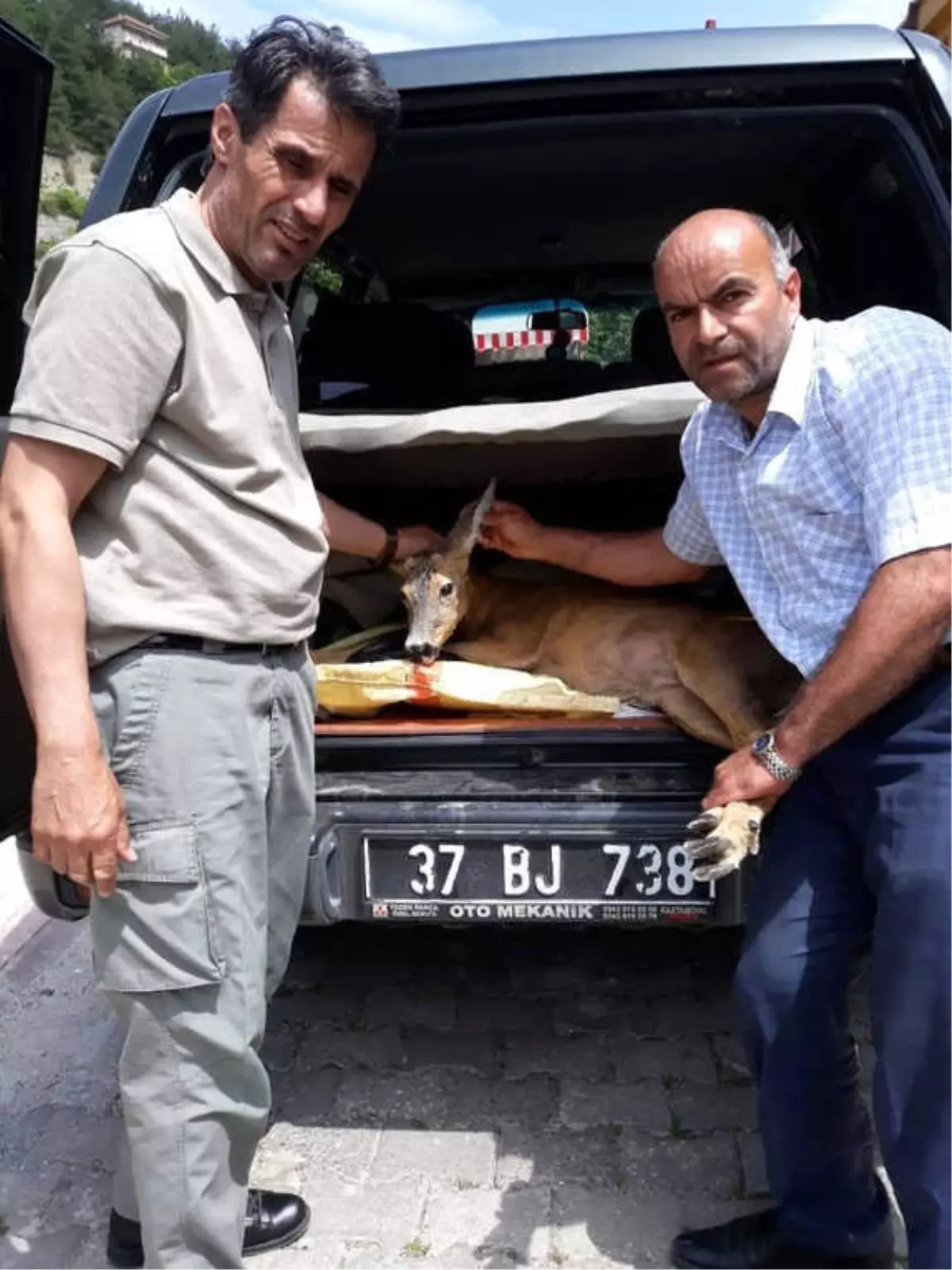 Yaralı Karaca, Koruma Altına Alındı