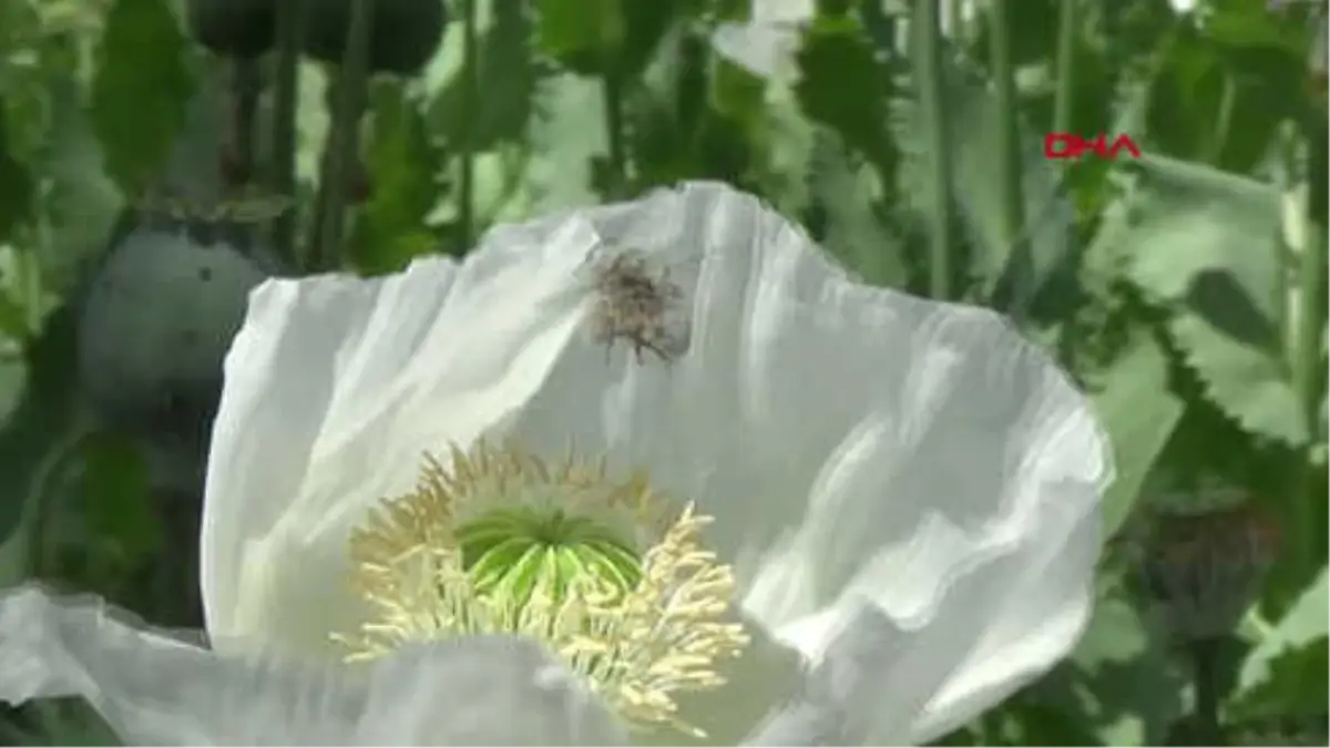 Afyonkarahisar Arıcıların Gözdesi Haşhaş Poleni
