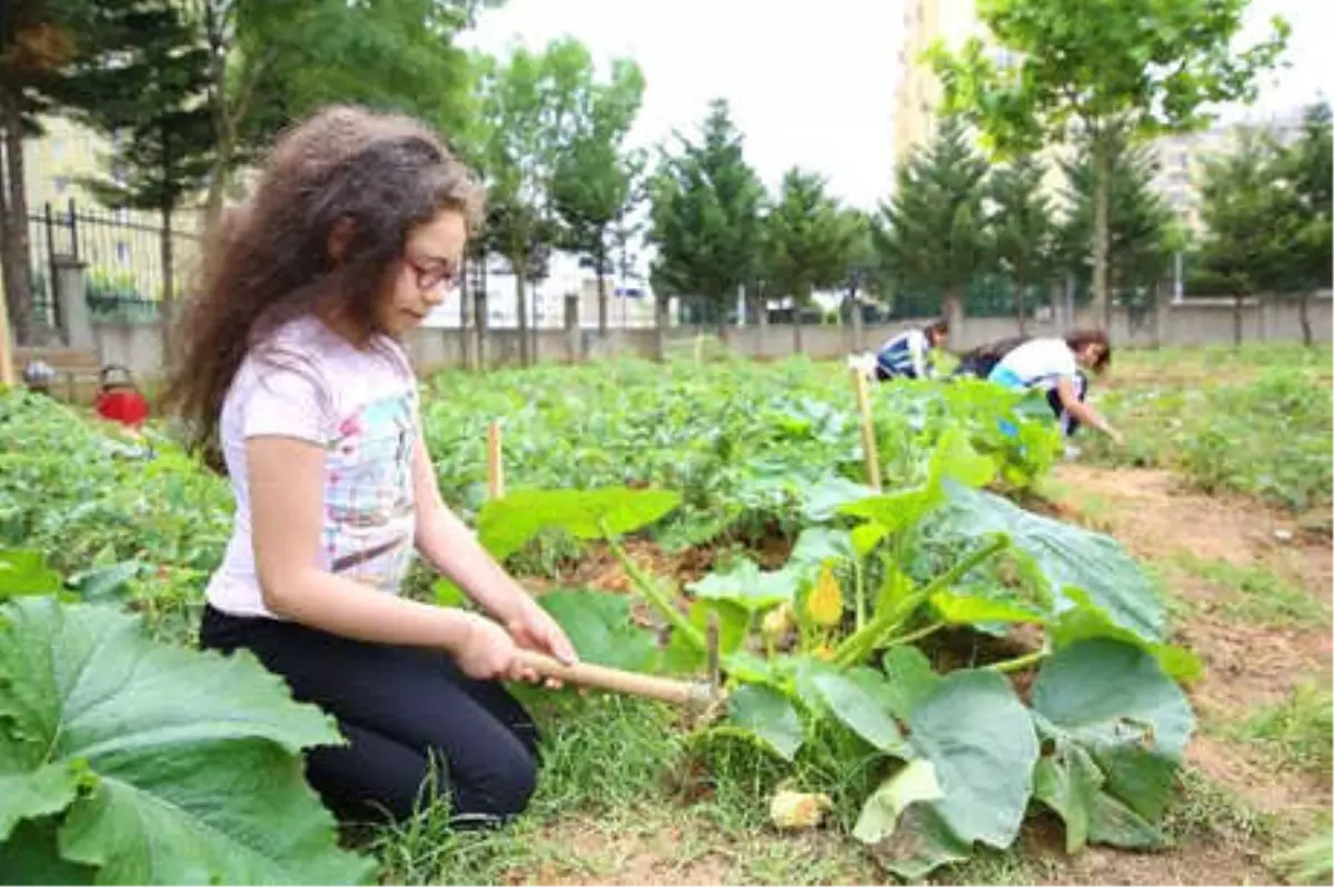 Başakşehirli Öğrenciler Organik Tarımla Buluştu