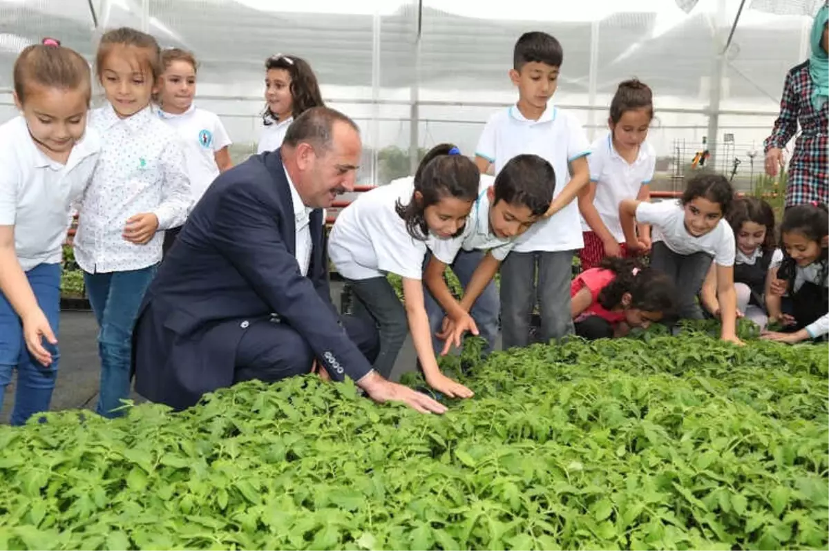 Başkan Duruay Öğrencilere Organik Sebze Fidesi Dağıttı