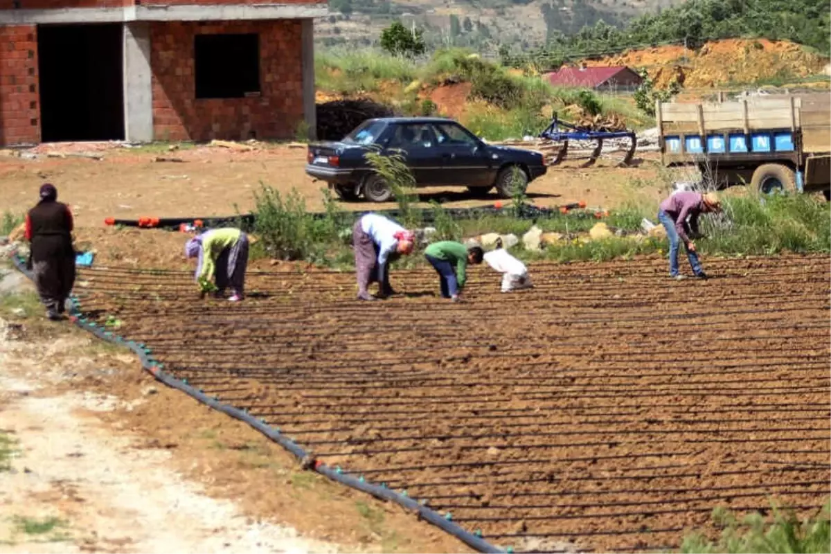 Çelikhan\'da Tütün Dikimi Başladı