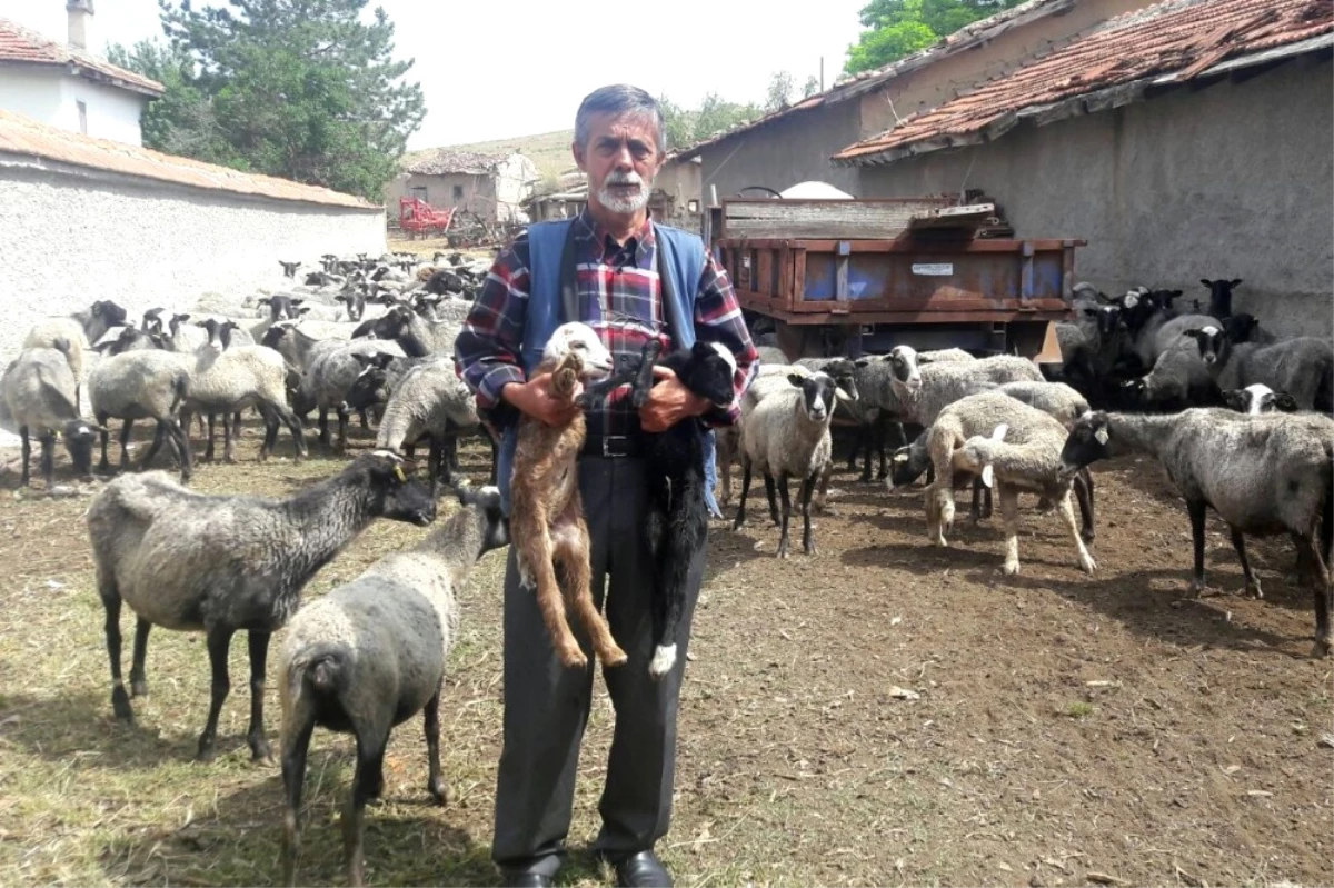 Çiftçilerin Yeni Gözdesi Romanov Koyunlar