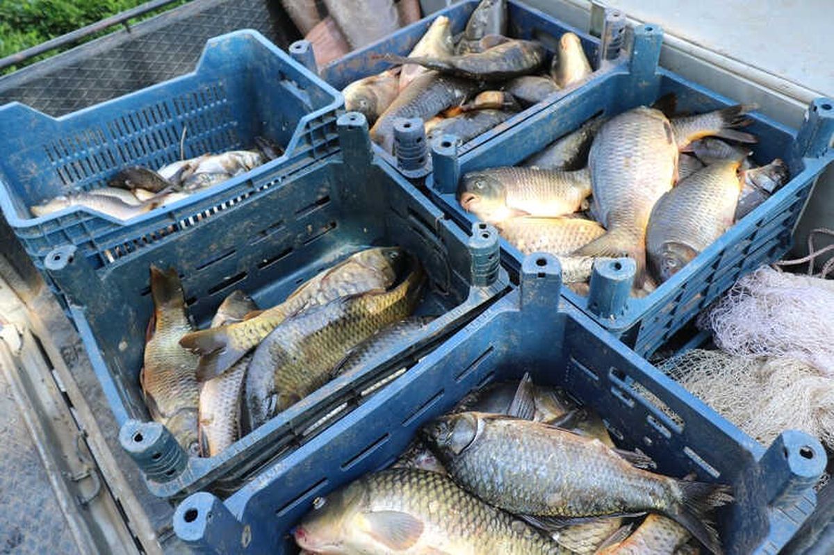 Elazığ\'da Kaçak Avlanan 300 Kilo Balık Ele Geçirildi