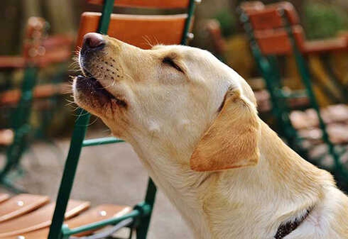 Köpekler Neden Ulur?