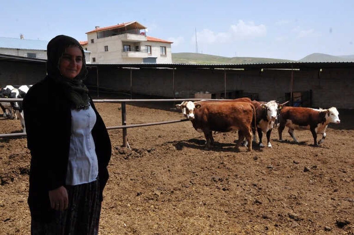 Niğde\'de Hayvancılık Gelişiyor