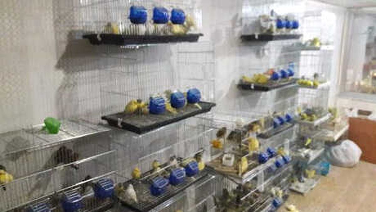 4 İş Yerinden 60 Bin TL\'lik Kuş ve Evcil Hayvan Malzemesi Çaldılar