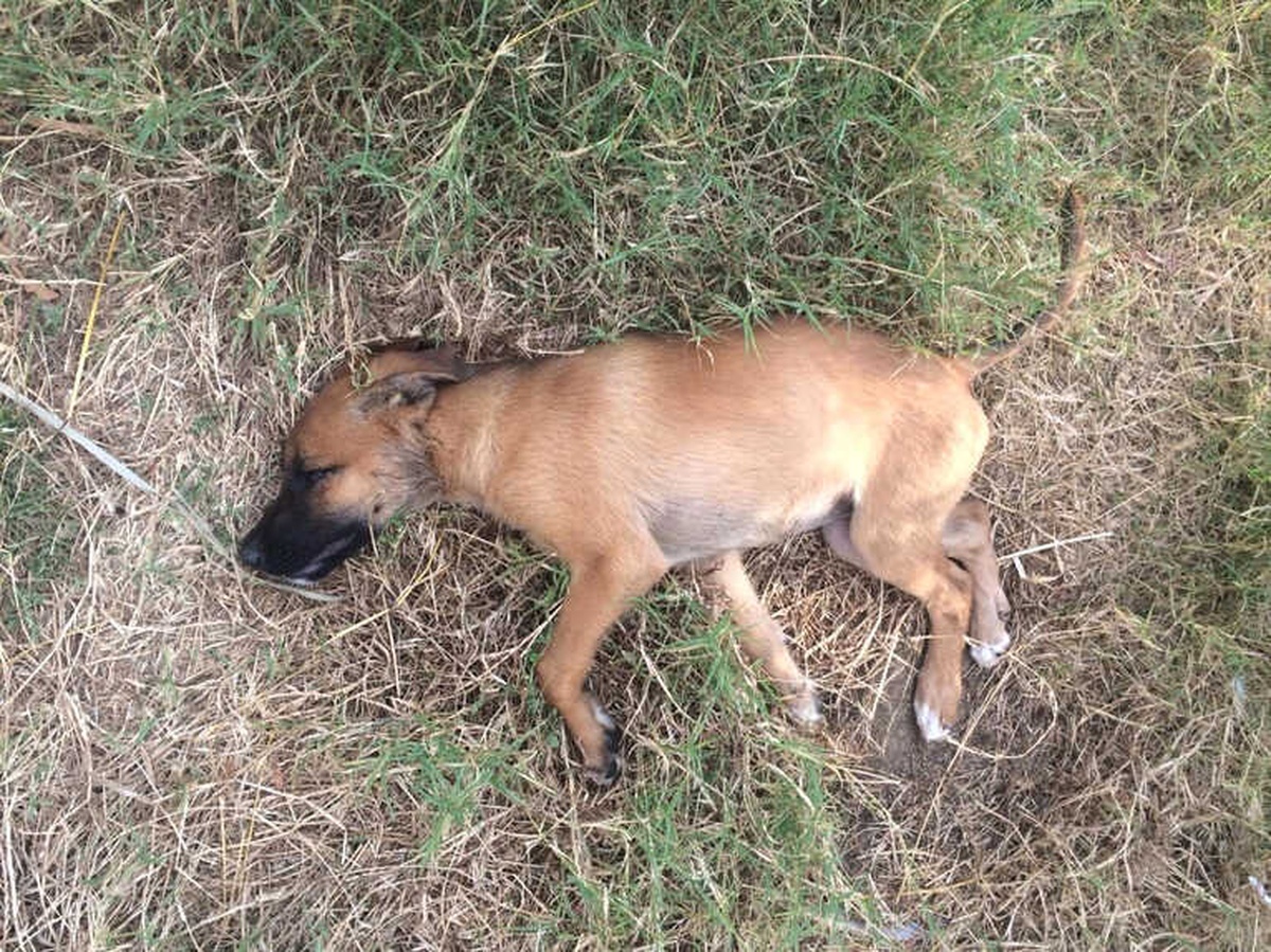 Alanya\'da 7 Sokak Köpeğinin Zehirlendiği İddiası