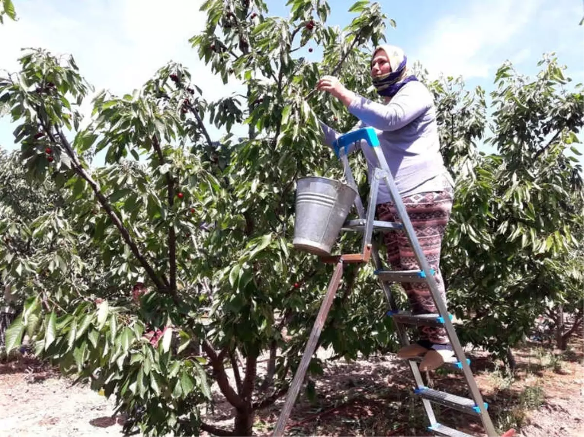 Çeribaşı Kirazında Hasat Başladı