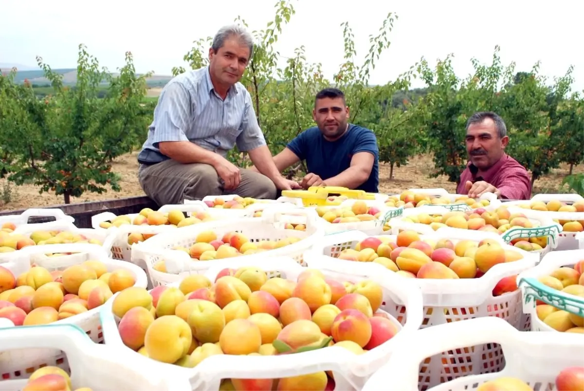 Kayısıda Bu Yıl Rekolte de Fiyatlar da Beklentiyi Karşılamadı