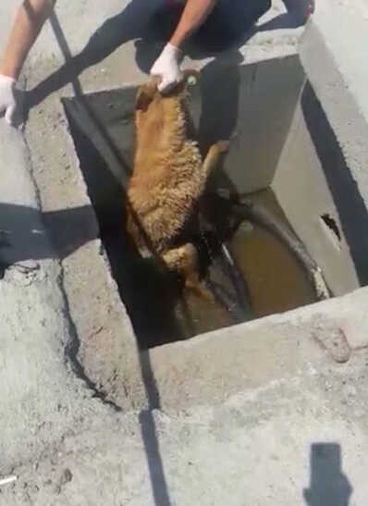 Tem\'de "Bıçkın" Köpeği Kurtarma Operasyonu Kamerada