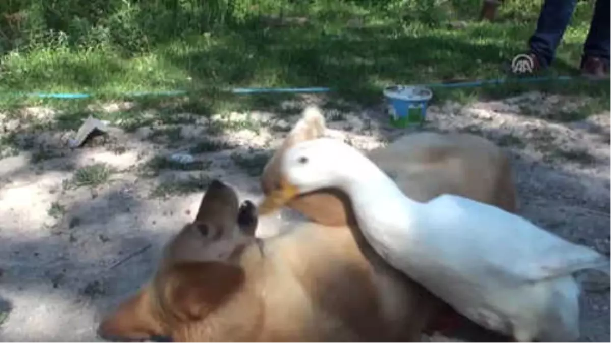 Viki ile Çarli"Nin Sıra Dışı Dostluğu