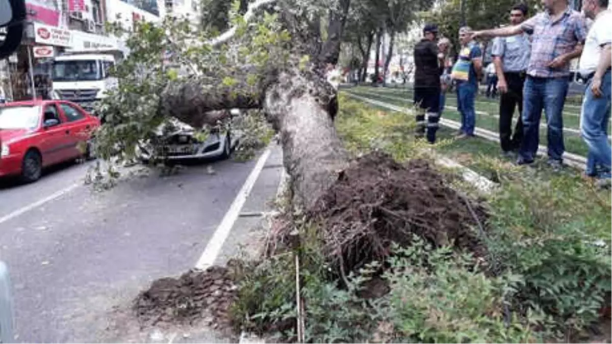 Ağaç, Seyir Halindeki Otomobilin Üzerine Devrildi