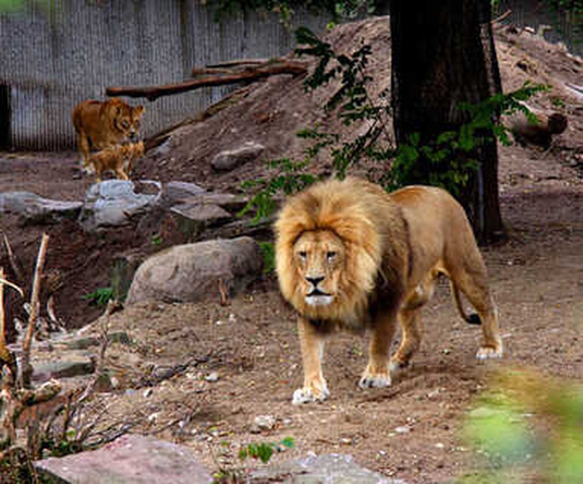 Almanya\'da Alarm! 2 Aslan, 2 Kaplan ve 1 Jaguar Hayvanat Bahçesinden Kaçtı