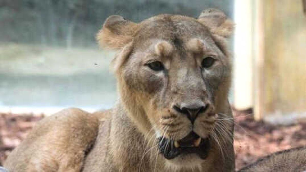 Aslan, Kaplan ve Jaguar Kaçtı, Evden Çıkmayın Uyarısı Yapıldı