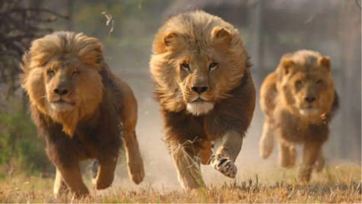 Bir Ayı, İki Kaplan, İki Aslan ve Jaguar Firar Etti