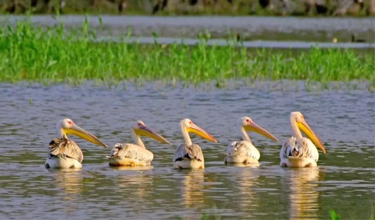 Nallıhan 5. Foto Safari Etkinliğine Ev Sahipliği Yapacak