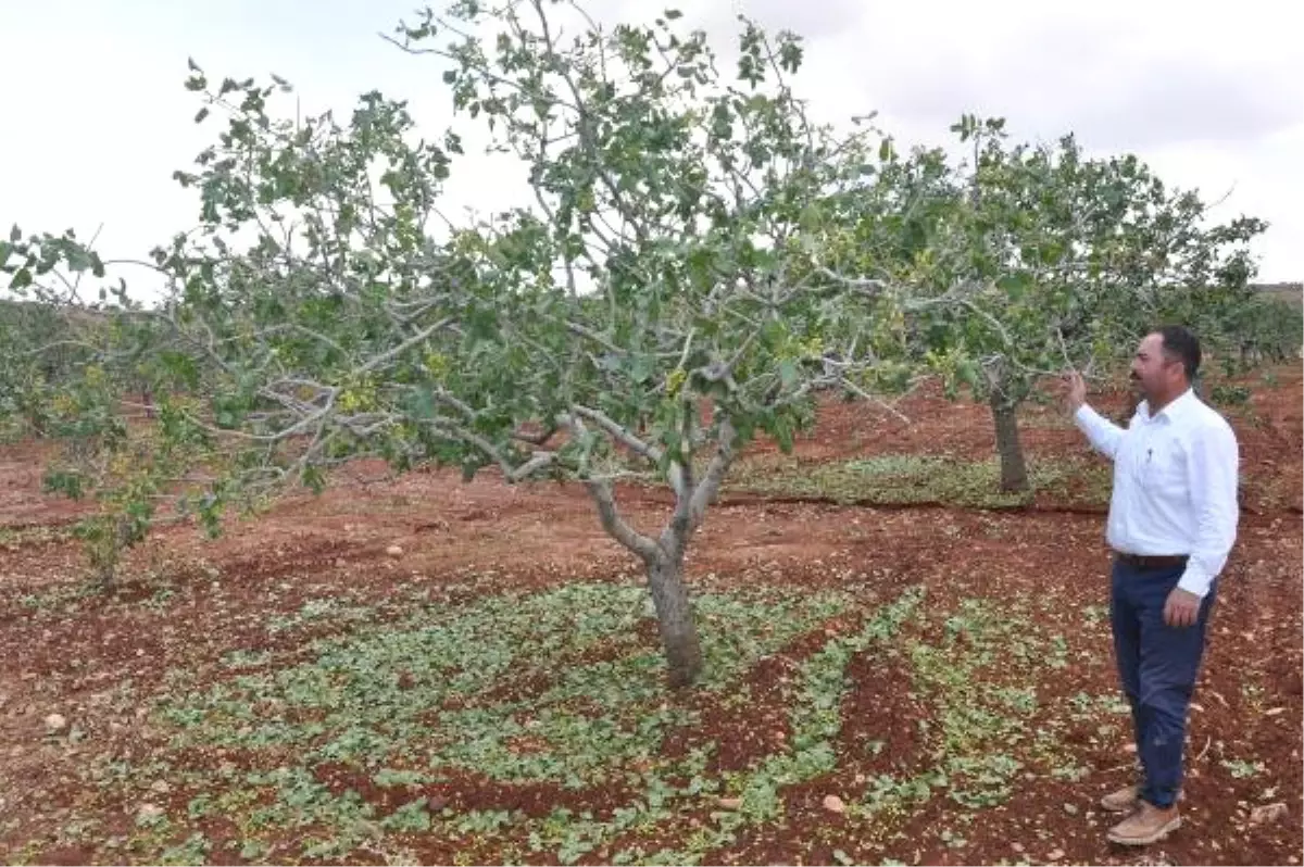 Nizip\'te Dolu, Fıstık ve Zeytin Ağaçlarına Zarar Verdi