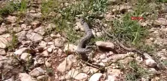 Kahramanmaraş'ta Nesli Tehlikedeki Beyaz Bantlı Engerek Bulundu