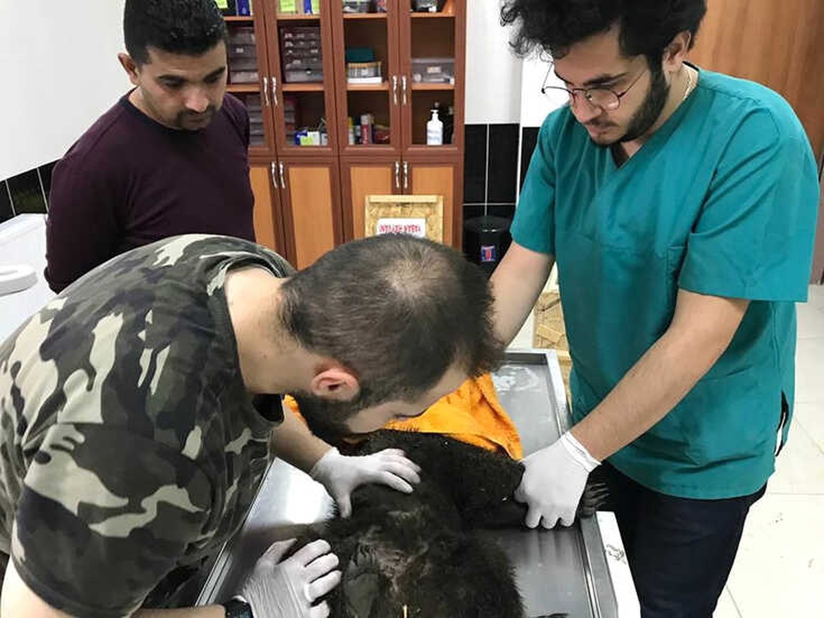 Kars\'ta Köpeklerin Saldırdığı Yavru Ayı Tedavi Altına Alındı