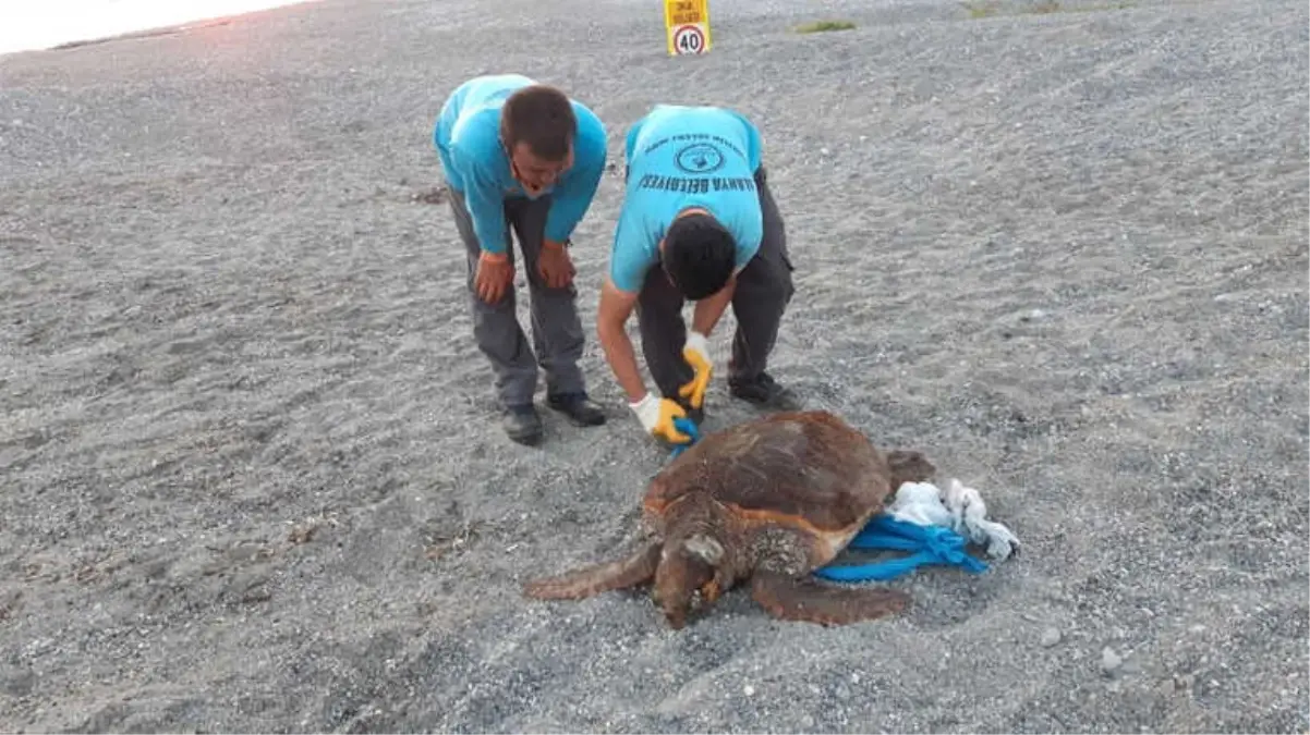 70 Kilo Ağırlığındaki Caretta Caretta Alanya Sahiline Vurdu