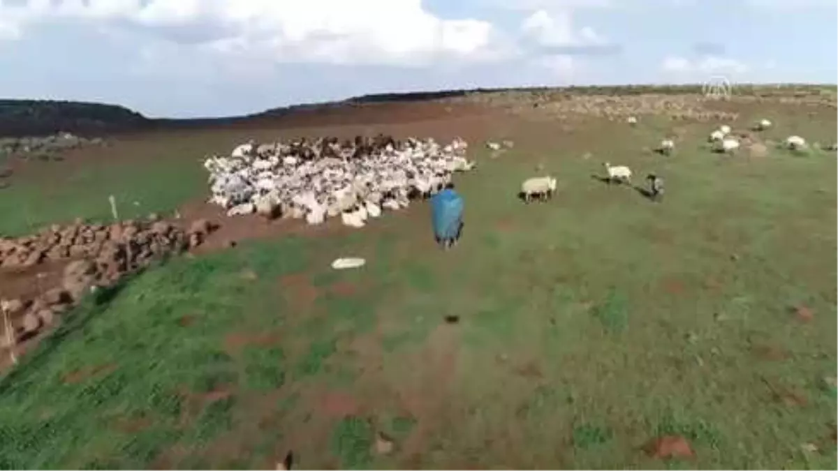 Çobanların İftarı da Sahuru da Merada