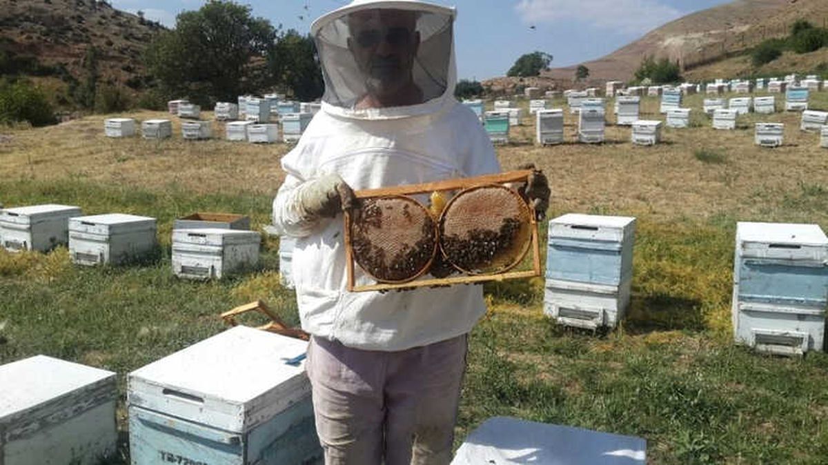 Hırsızlar 50 Kovan Arı Çaldı