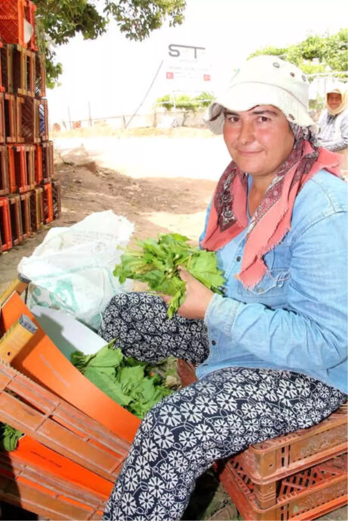 Orta Doğu Ülkelerine Alaşehir\'den Salamura Yaprak