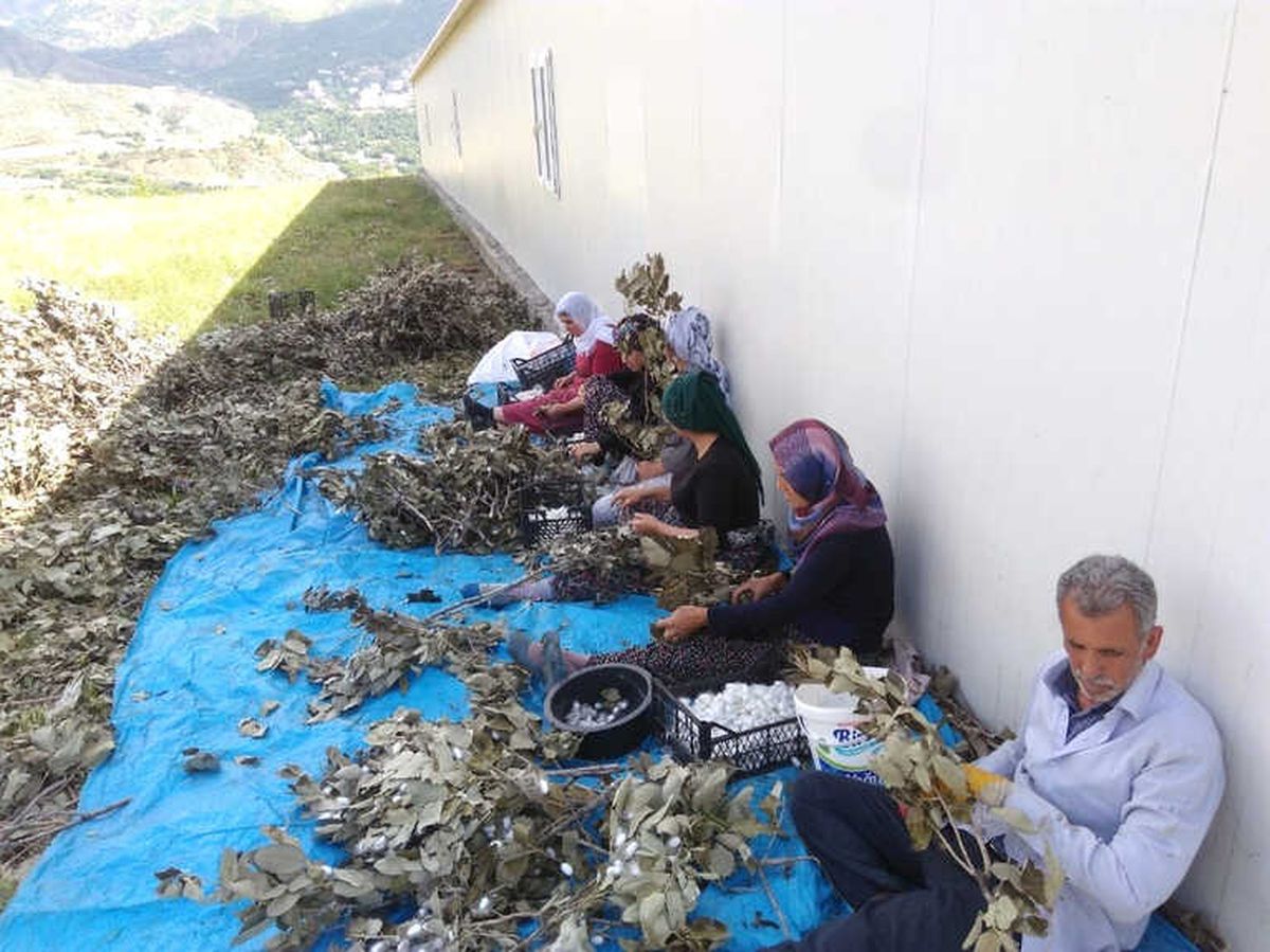 Sason\'da Koza Hasadı Başladı