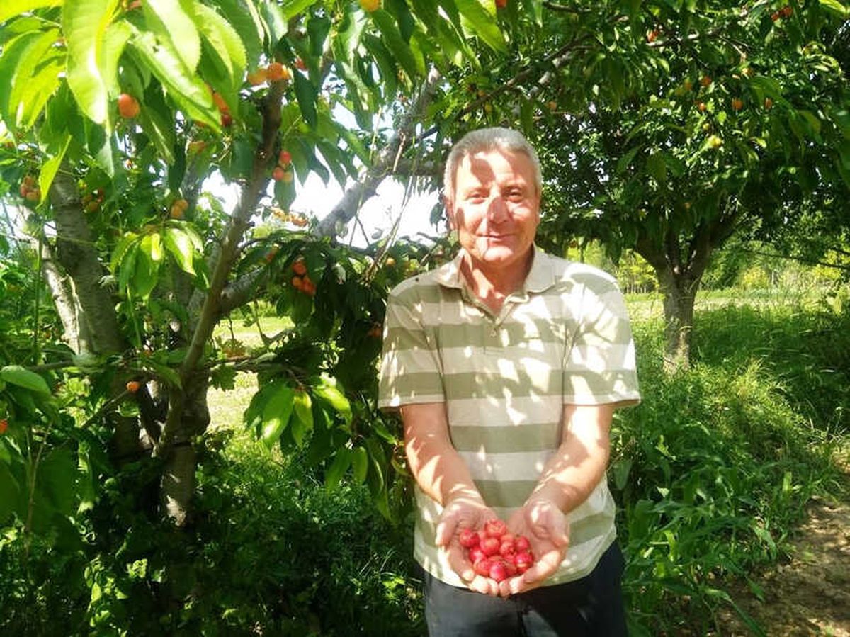 Aşırı Yağmur Kiraz Üreticisini Vurdu