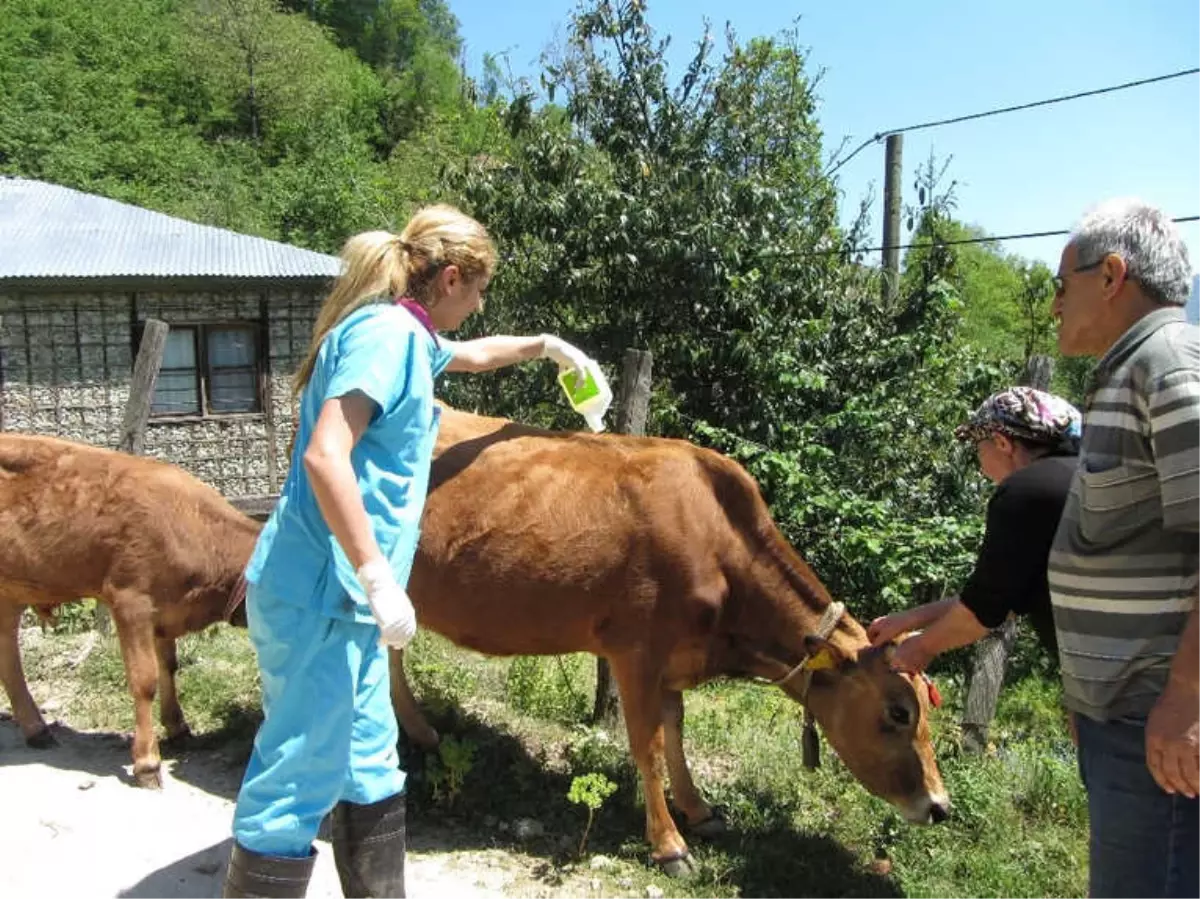 Giresun Gıda, Tarım ve Hayvancılık Müdürlüğü Keneye Karşı Uyardı.