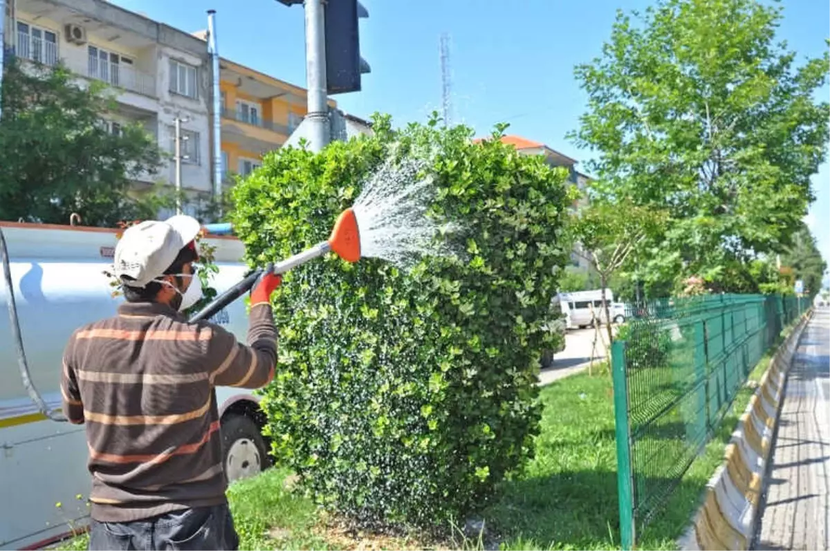 Ağaç İlaçlama Çalışmaları Devam Ediyor