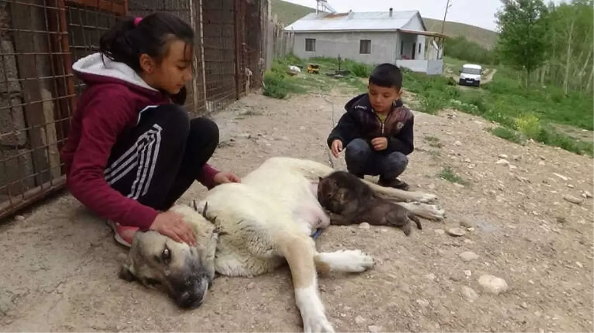 Annesiz Kalan Yavru Kurtları Kangal Emzirdi