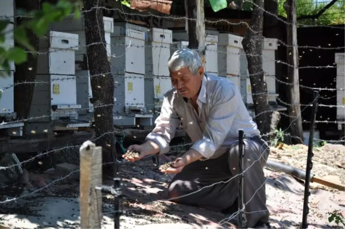 İlaçlanan Bahçenin Yakınındaki 125 Kovandaki Binlerce Arı Telef Oldu