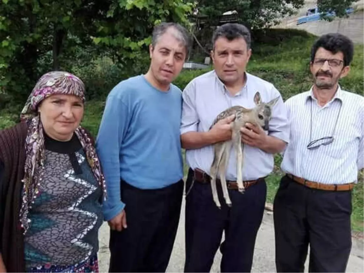 Muhtarın Bulduğu Yavru Karaca Yetkililere Teslim Edildi