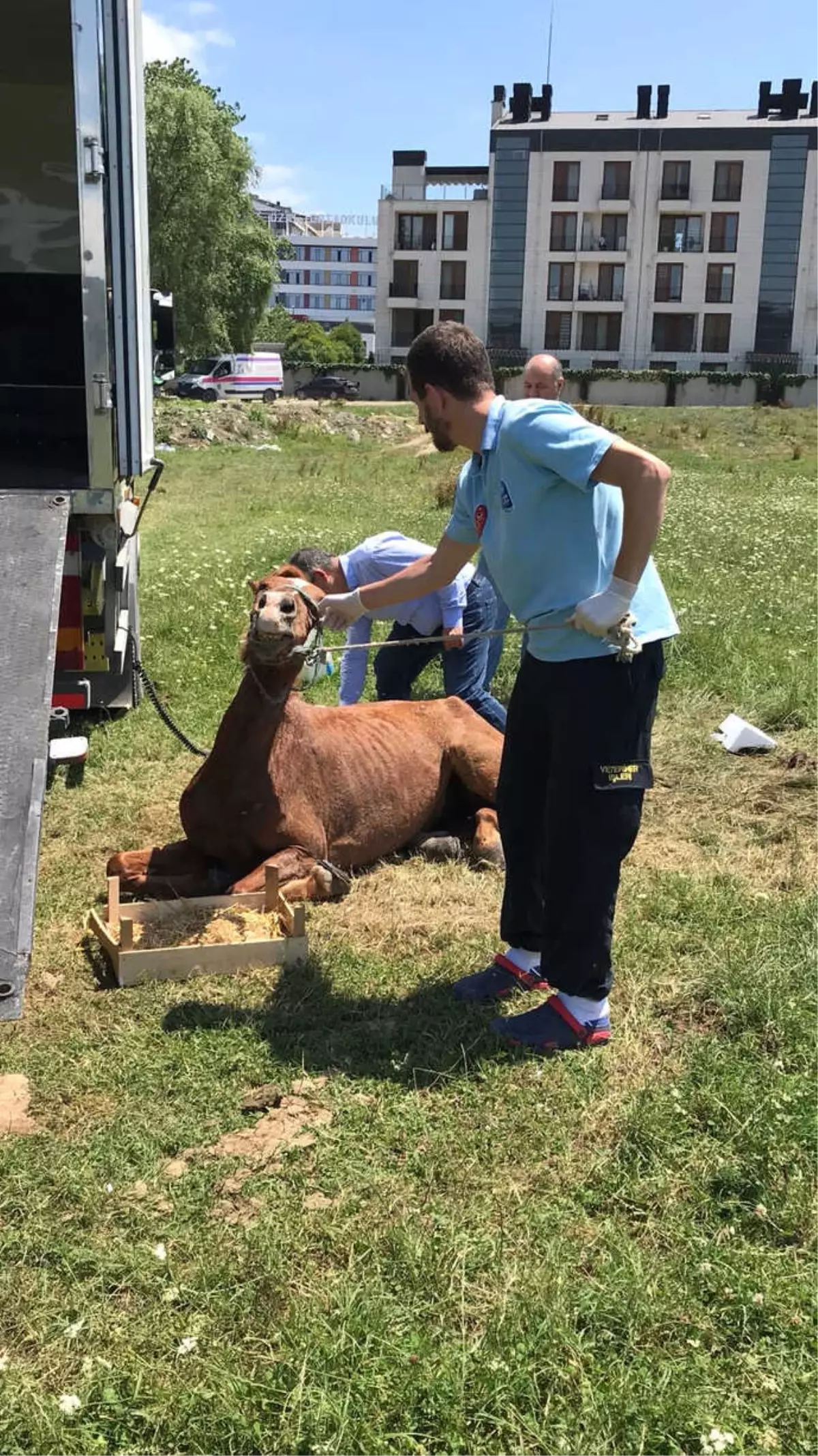 Ölüme Terk Edilen At Kurtarıldı