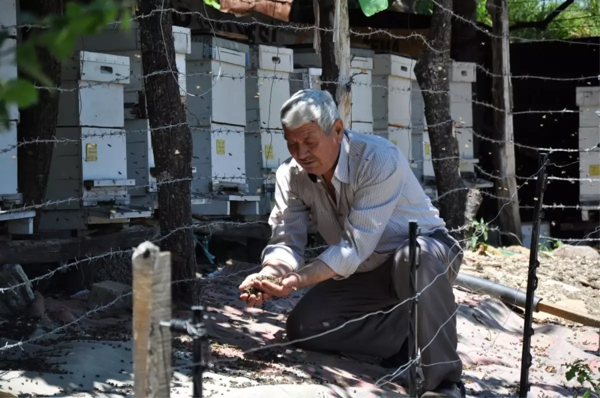 Yanlış İlaçlama Yüzünden Binlerce Arı Telef Oldu